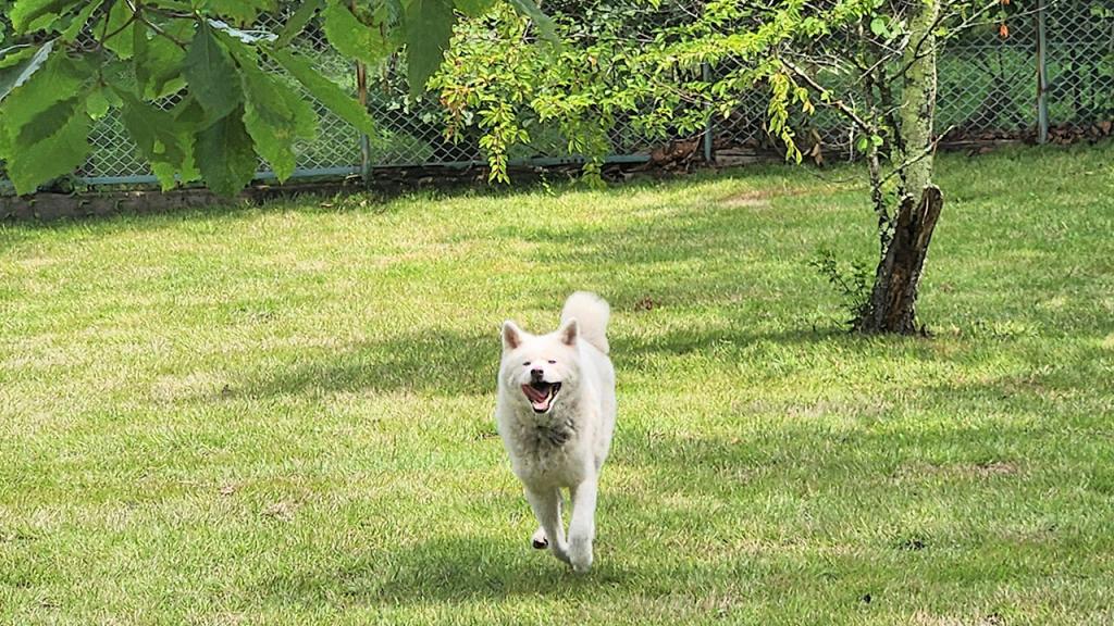 芝犬です。 海外犬服 高品質なインポートのドッグウェア通販 