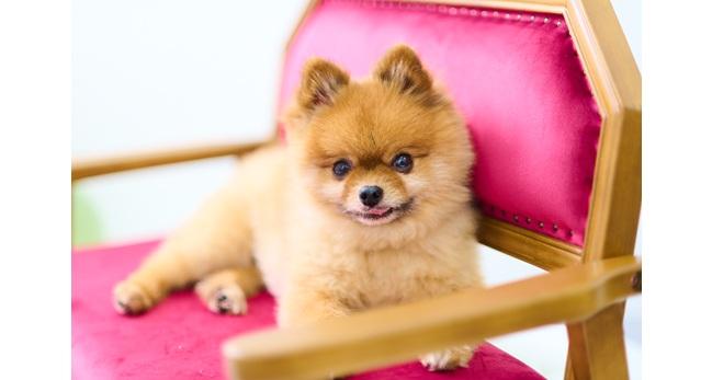 新規オープン】「PET MODE」「うちの子がまるでキラキラアイドル