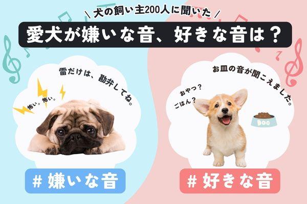 販売 犬 カメラ 嫌がる